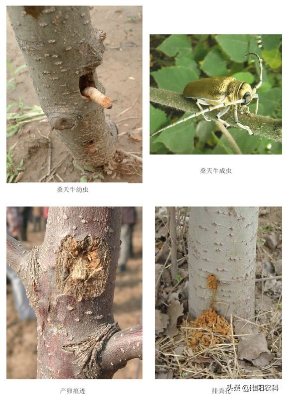 天牛幼虫灭杀药,天牛成虫用什么药来杀