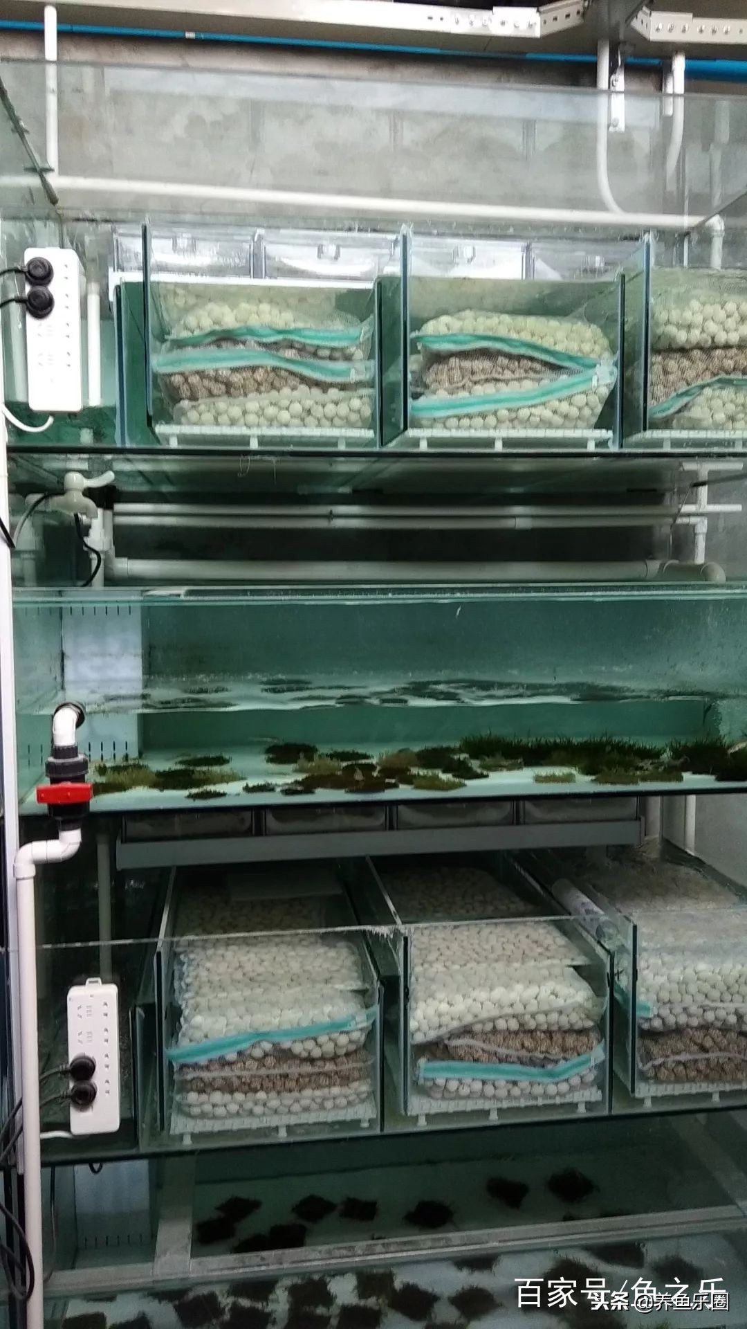 这位土豪家的渔场，光滤材就花了500多万，你确定不要见识一下？