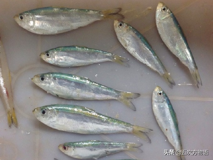 青岛常见的海鱼,海洋鱼类种类大全及图片