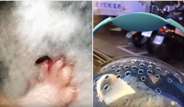 仓鼠玩跑球有什么危险,仓鼠跑球到底好不好