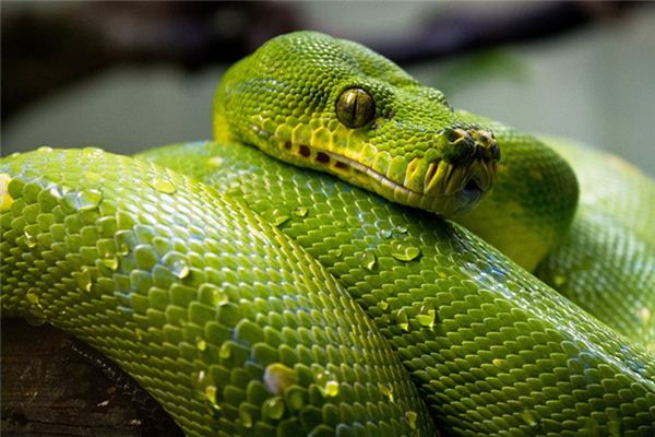 四大仙的民间故事,四大神话四大民间传说