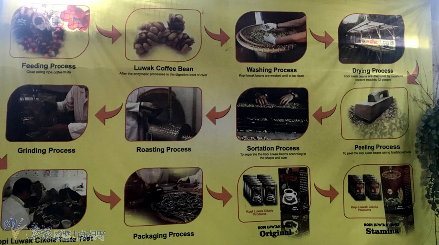 爪哇惊奇,二十万隆麝香猫咖啡园