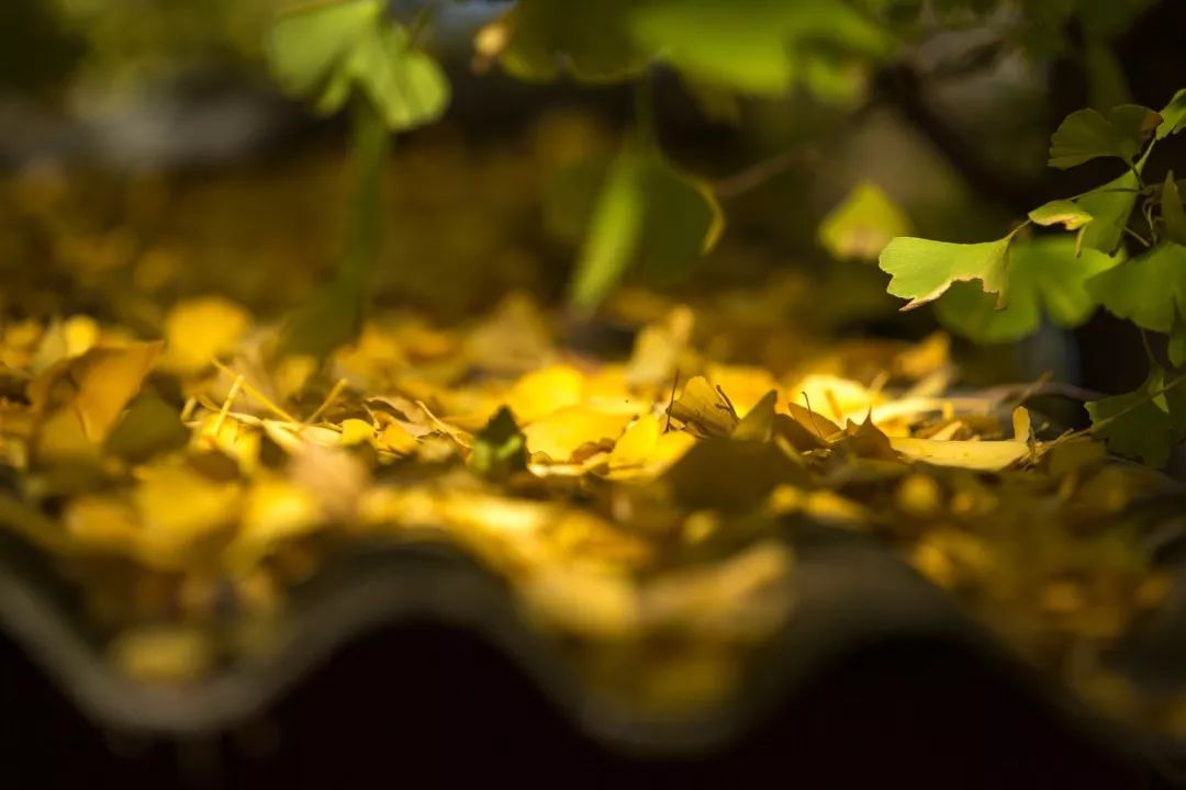 上海去腾冲有直飞的航班吗,北京直飞腾冲旅行攻略路线