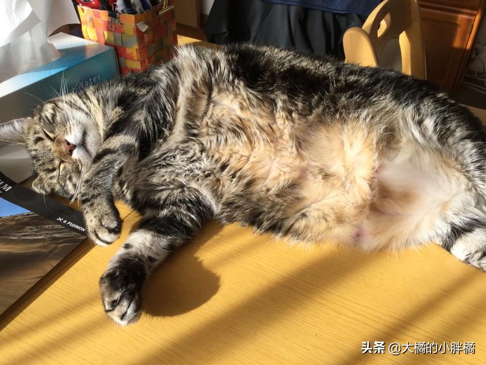 猫咪最可爱被摸的六个部位,猫咪最可爱的部位是什么