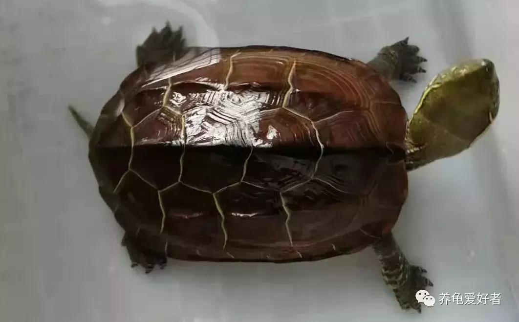 喂龟食物推荐,幼龟可以吃什么人类的食物