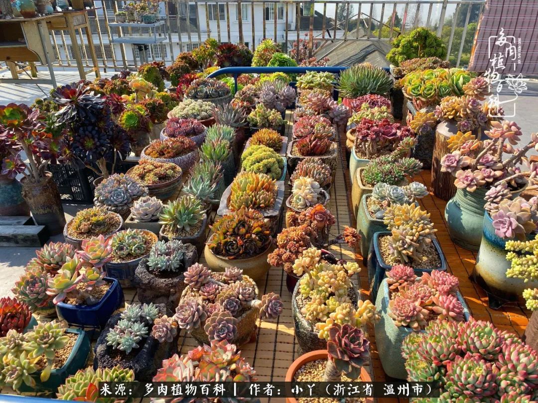 祖上无院家里无矿,一腔浪漫情怀付诸楼顶造花