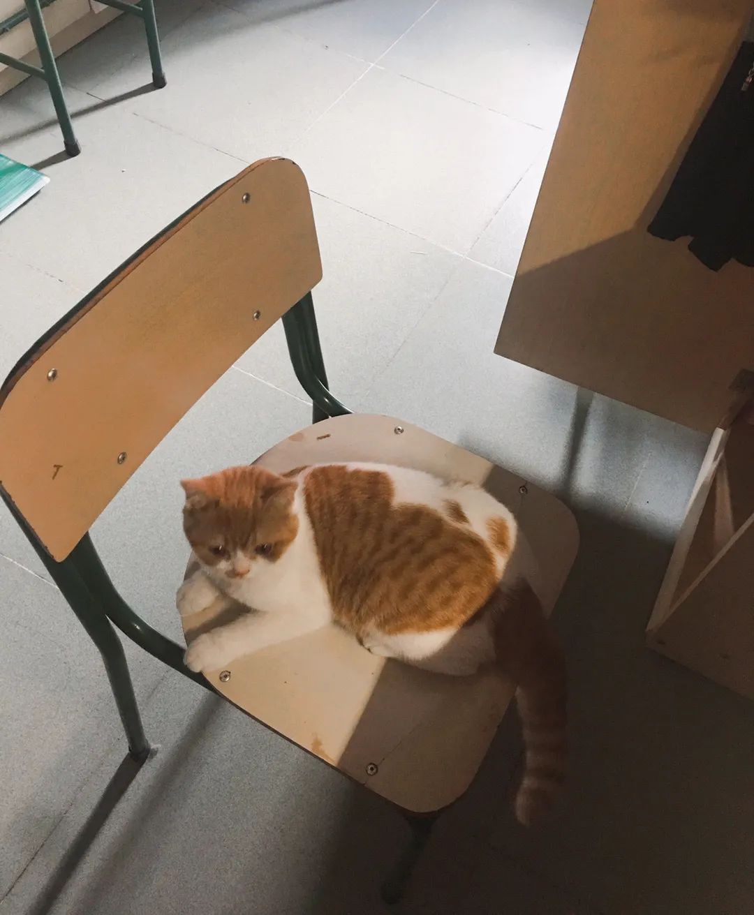 和宠物交流说什么,宠物谈恋爱怎么回事