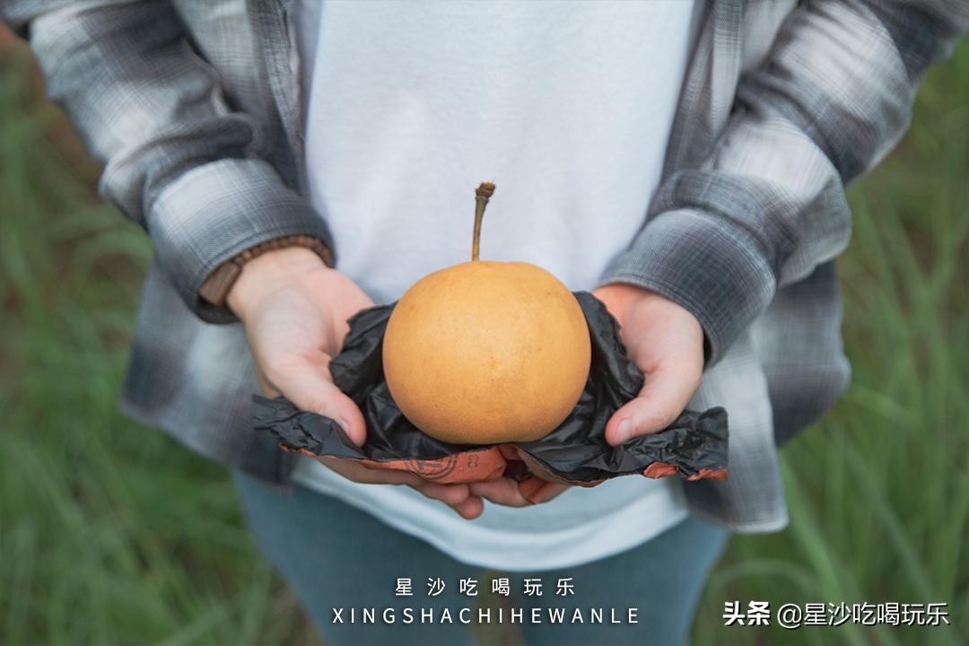 长沙小水果之乡,湖南长沙宝藏打卡地