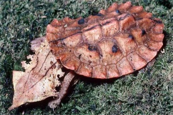 世界上最濒危的乌龟是什么龟,世界上最凶猛的乌龟深水龟