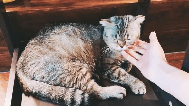 猫咪最不喜欢让人摸的部位,猫咪最喜欢被摸的5个位置