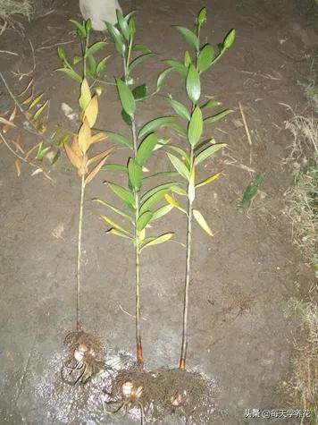 百合虫害的防治方法,百合病虫防治和管理