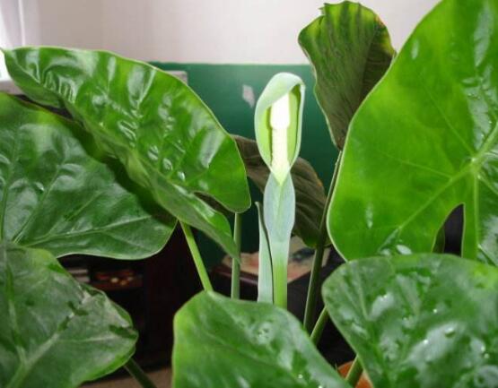 滴水观音烂根怎么挽救,滴水观音烂根如何处理