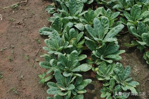 野生地黄跟种植地黄药效差别多大,种植的地黄有药效吗