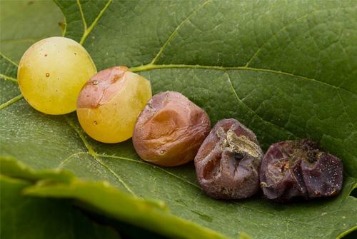 自己酿葡萄酒好多年了现在值钱吗,什么葡萄酿造的酒更值钱