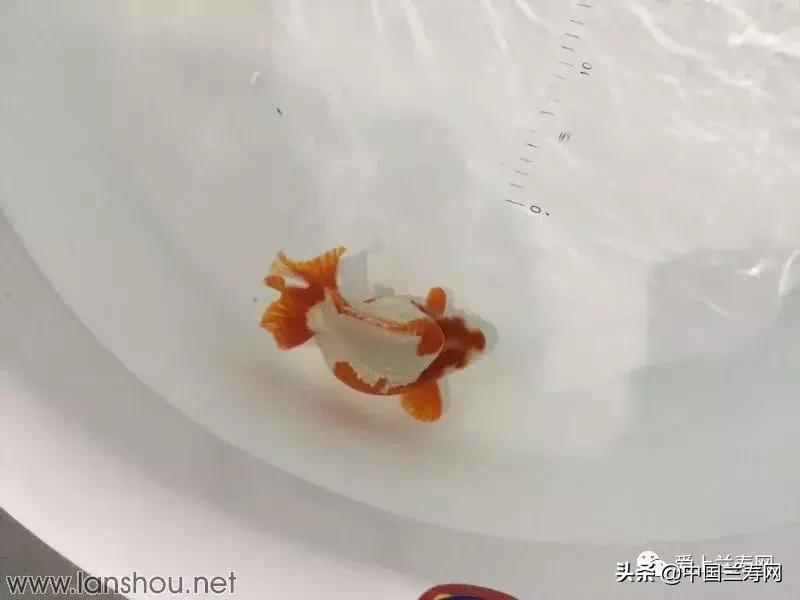 世界金鱼大赛在福州举行,2019中国世界金鱼大赛