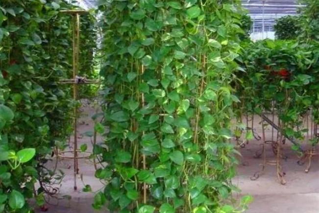 吊兰长疯了是什么原因,绿萝吊兰浇水技巧