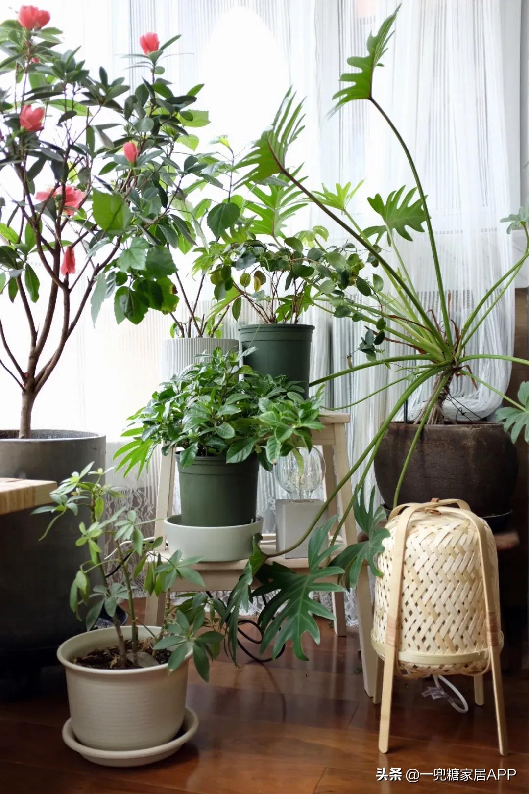 手残党绿植大全,给大家推荐几款超好养的绿植