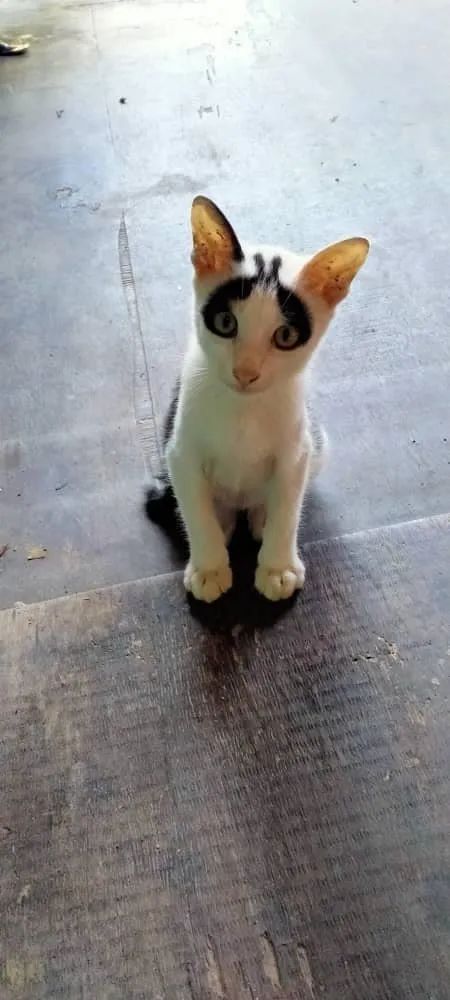 白猫头上一撮黑毛而且很凶,当猫戴上了金箍