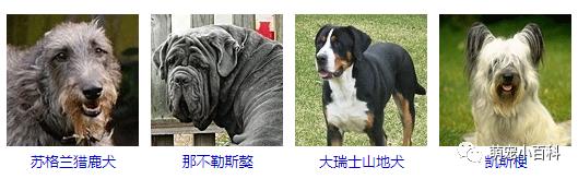 狗狗品种分类大全,狗狗品种鉴定