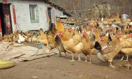 麻羽绿壳蛋鸡是杂交出来的吗,绿壳蛋鸡一个月的生长过程