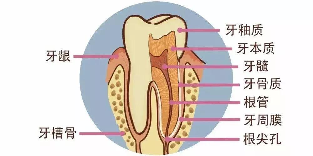 牙白一度颜值瞬间升三度,牙齿白有多重要