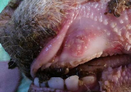 有必要给狗狗刷牙吗,如何给狗狗刷牙只需做好这4步