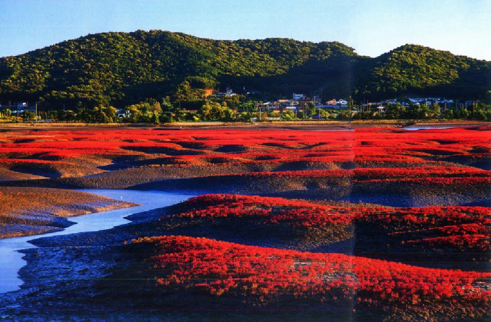 盐地碱蓬为什么会变红,盐地碱蓬是什么