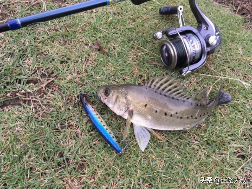 路亚翘嘴必备饵,路亚新手必备三个忠告