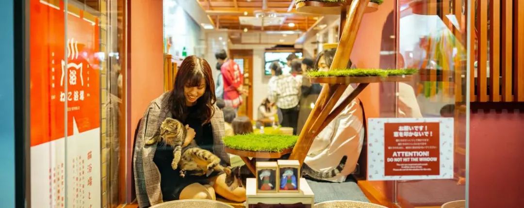 猫咖是不是会收留真猫咪打工,猫咪去猫咖打工是真的吗