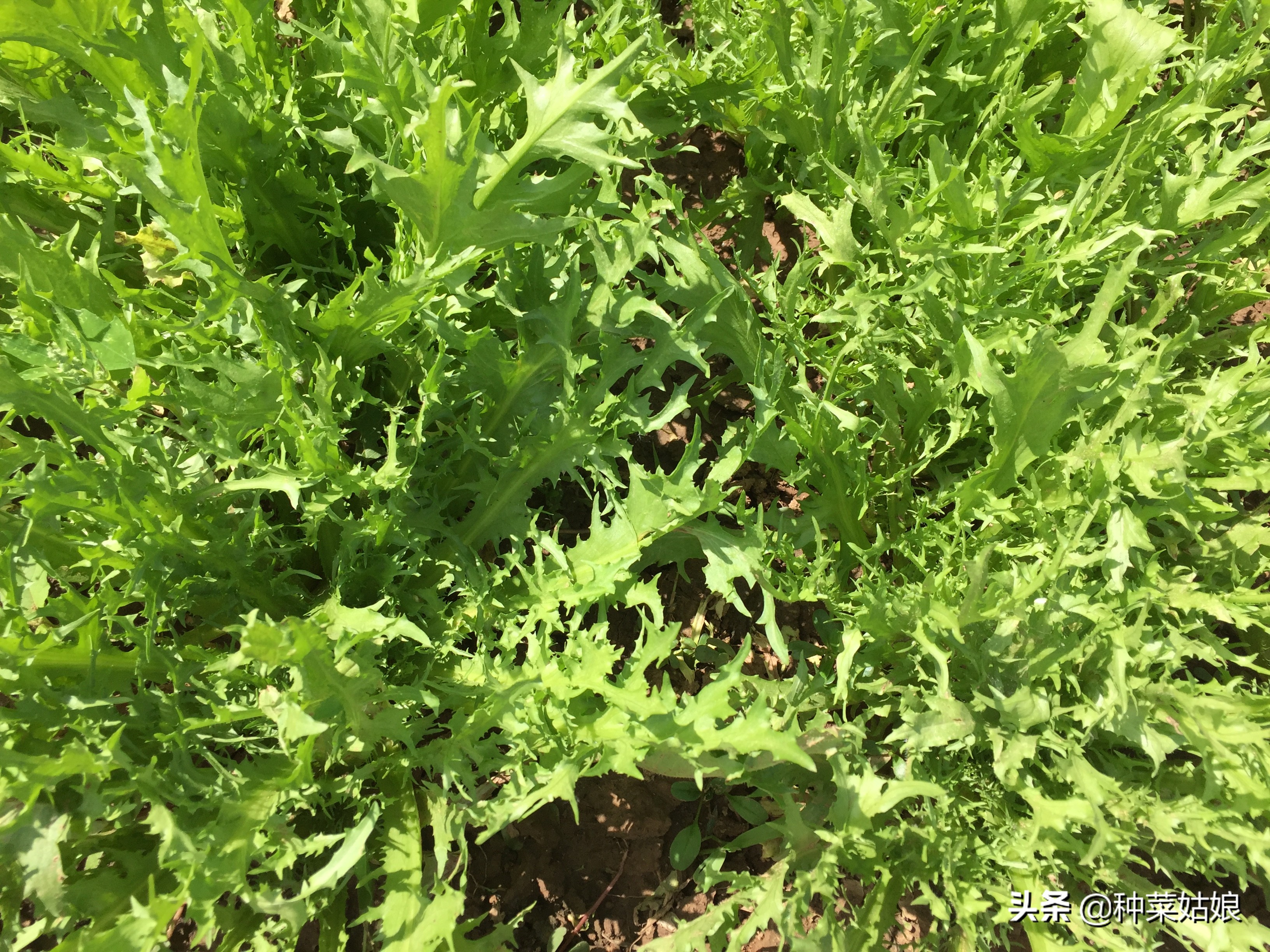 春季种菜油菜怎么种,小油菜芽苗菜的种植方法