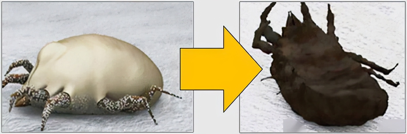 英国珀婷pertine除螨喷雾剂,瑞士珀婷pertine除螨喷雾剂