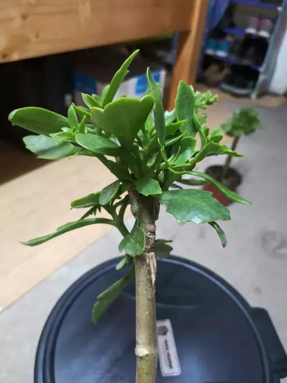 长寿花如何嫁接到不死鸟,长寿花这样嫁接花期长还不会烂根