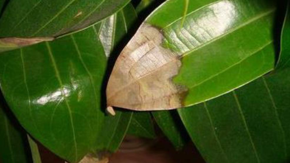 平安树干叶黄叶,平安树干叶子怎么回事