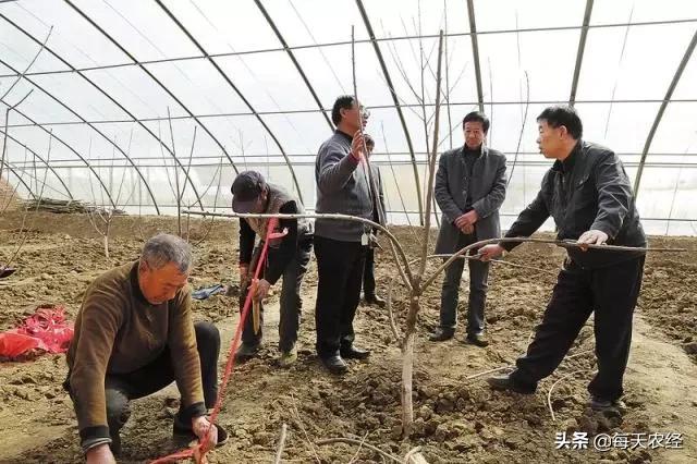 樱桃小柿子温室大棚高产栽培技术,温室大棚一根棍樱桃栽培模式