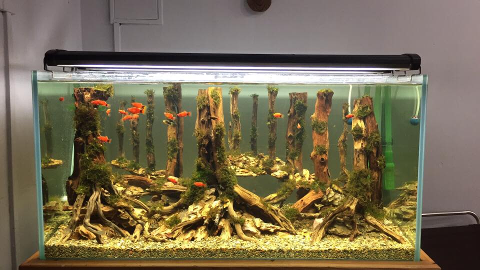 中国草缸,中国草缸造景图