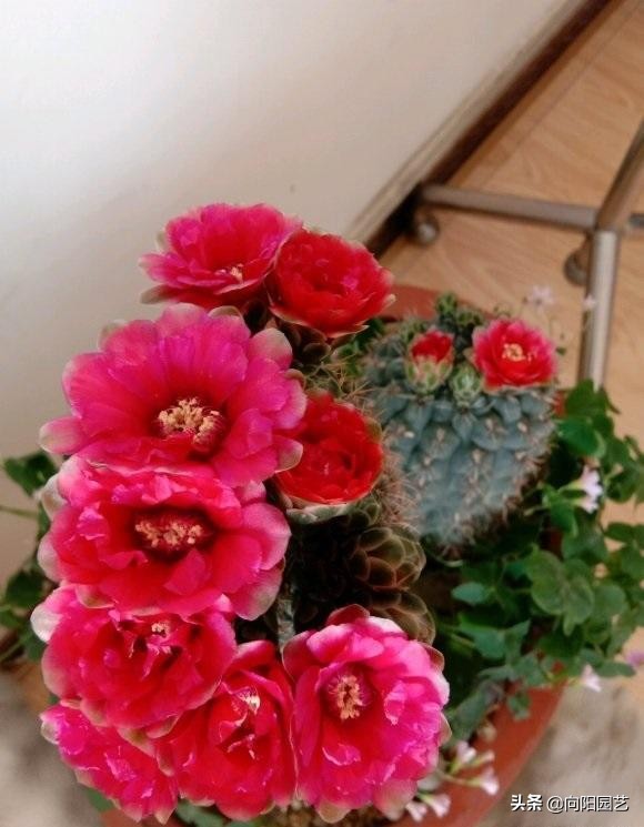 冬天室内养仙人球如何防徒长,哪一个品种的仙人球最好养