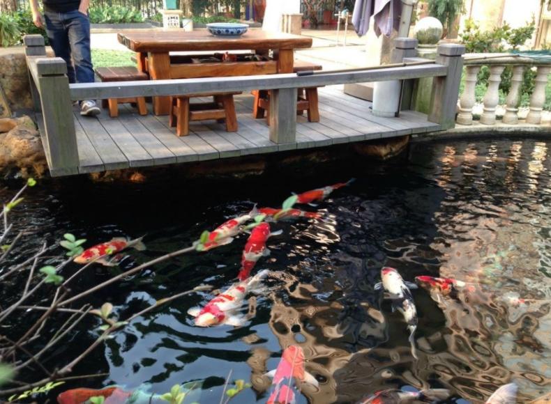 庭院鱼池的最佳位置如何布局,庭院鱼池是深的好还是浅的好