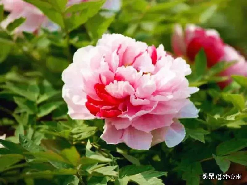 双色球21064期，一飞冲天，单式“6+1”两元挑战千万大奖