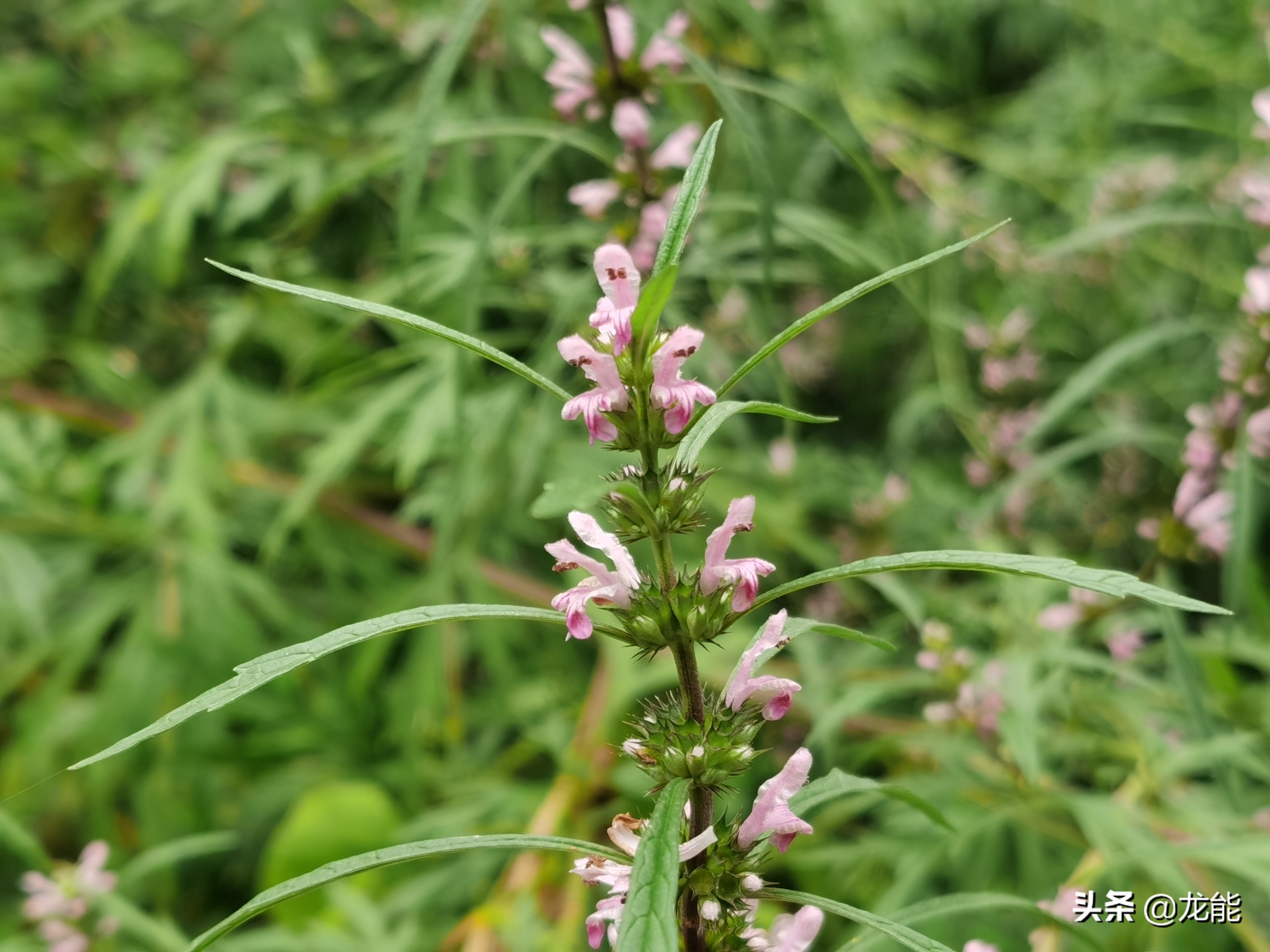 农村常见的草有什么功效,农村的哪些草有治病的功效