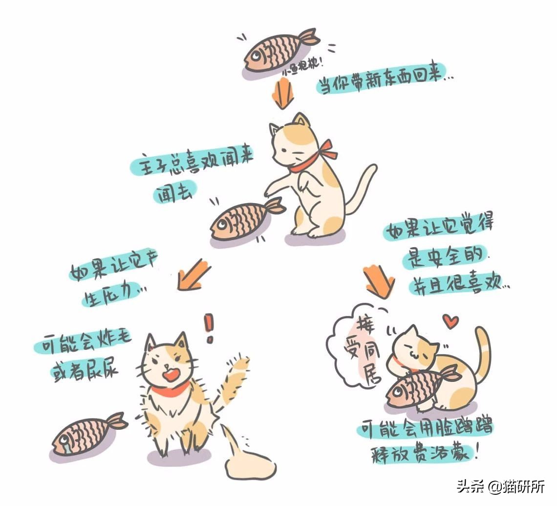 费洛蒙猫咪平替,费洛蒙猫咪行为