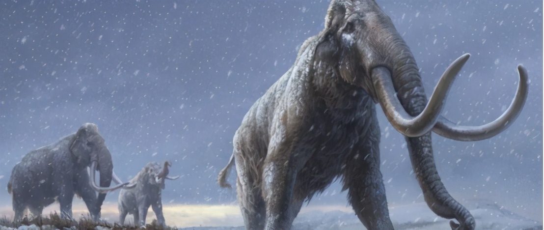 史前猛犸象有望复活,公元前2000年灭绝的猛犸象
