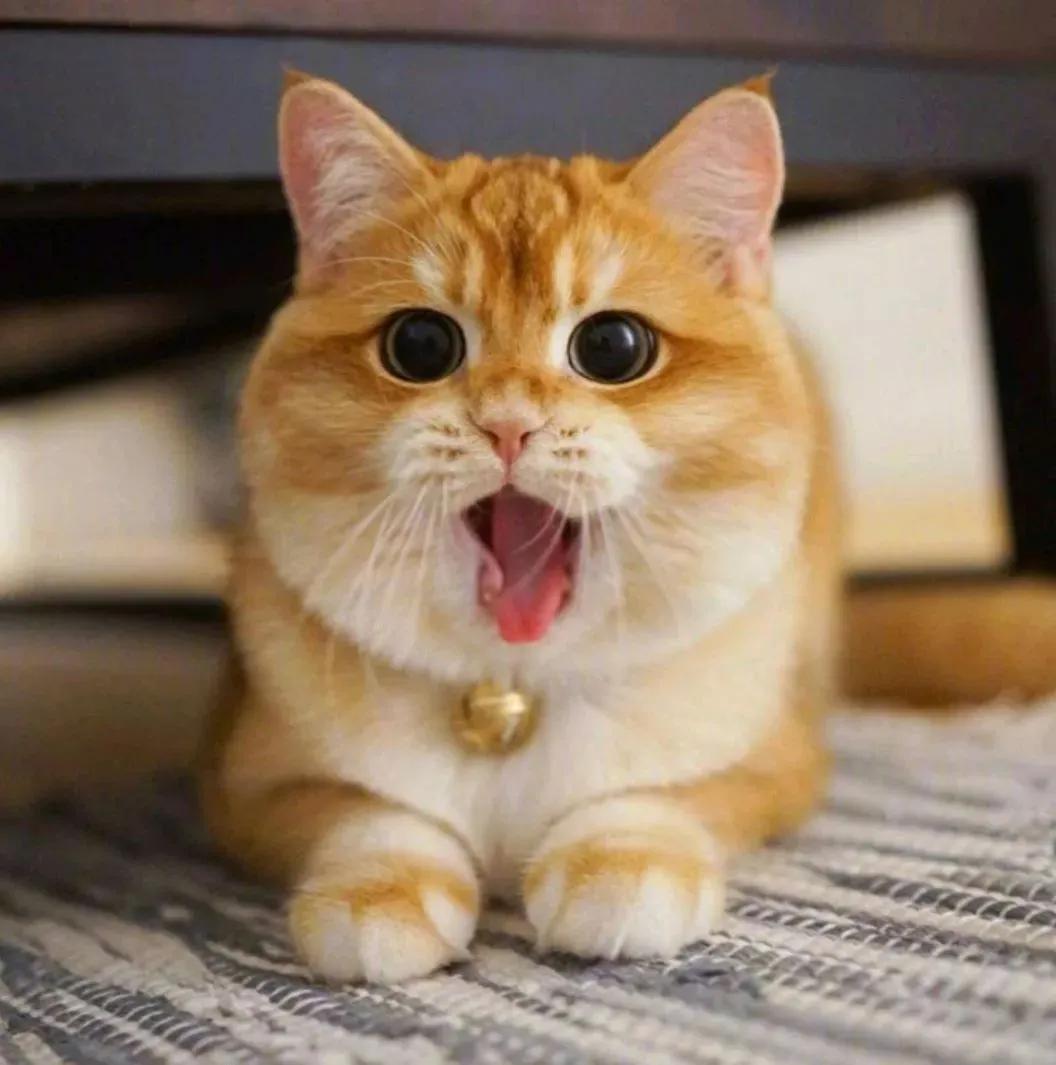 秒懂内涵填空,英短的颜色有多少种