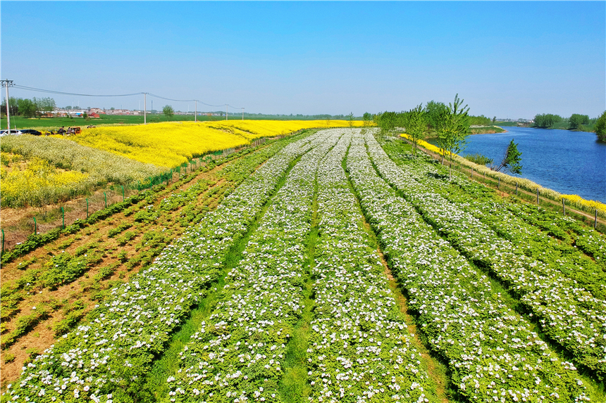 我和宿州有个约会，一场花事，一次慢旅行，探寻最烟火的宿州味道