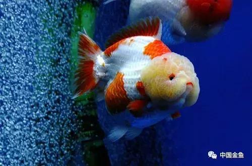 手把手教你打造真正的生态缸,如何打造一个20厘米的生态缸