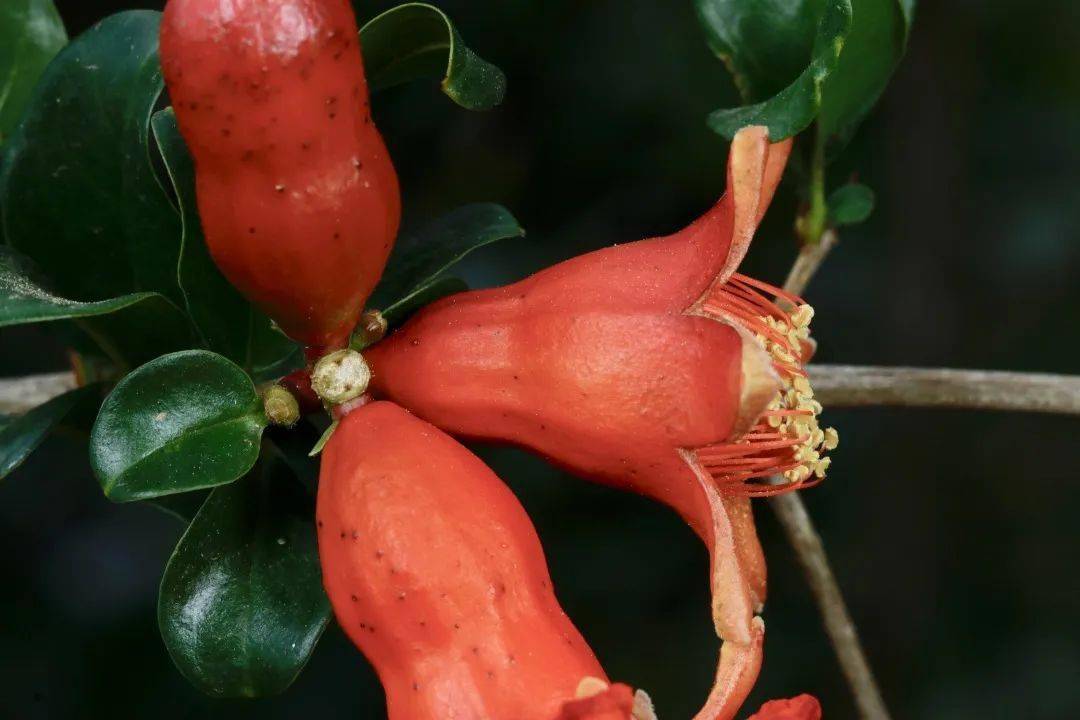 云南带毒的美食,云南带菌的美食