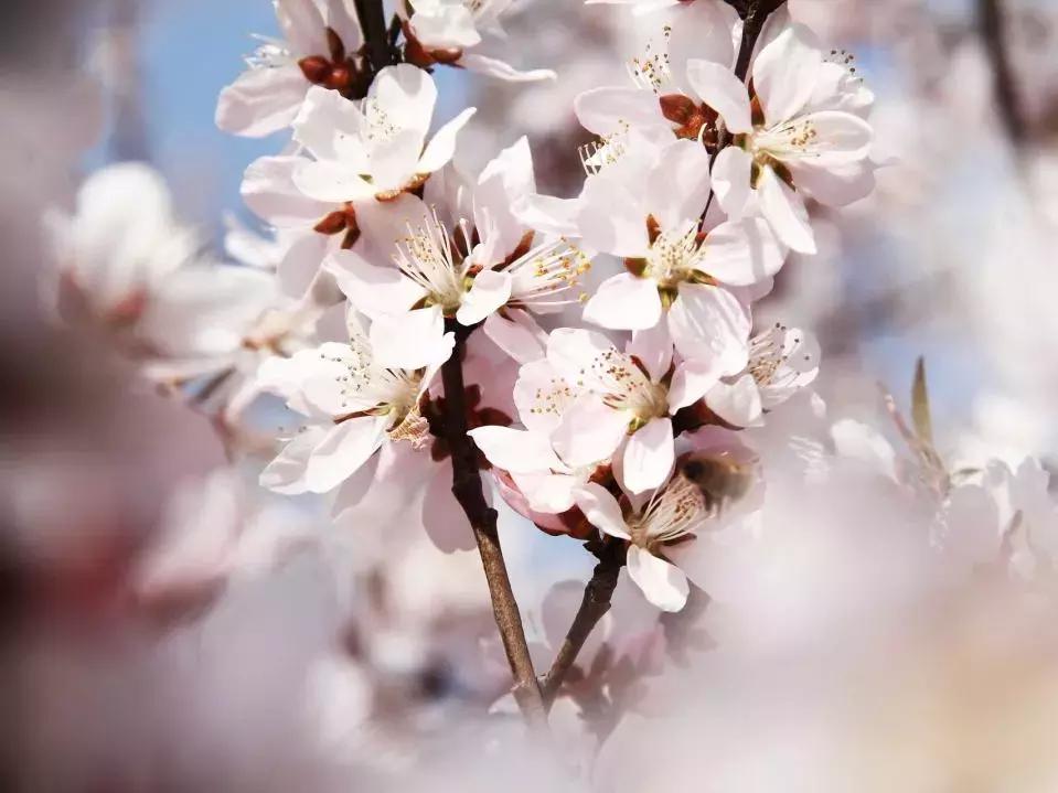 天津赏花好玩的公园,天津东丽湖哪里可以赏花