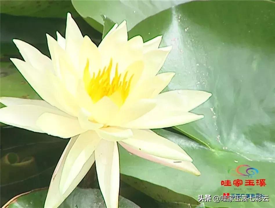 迷人!这里的“花中睡美人”盛开了