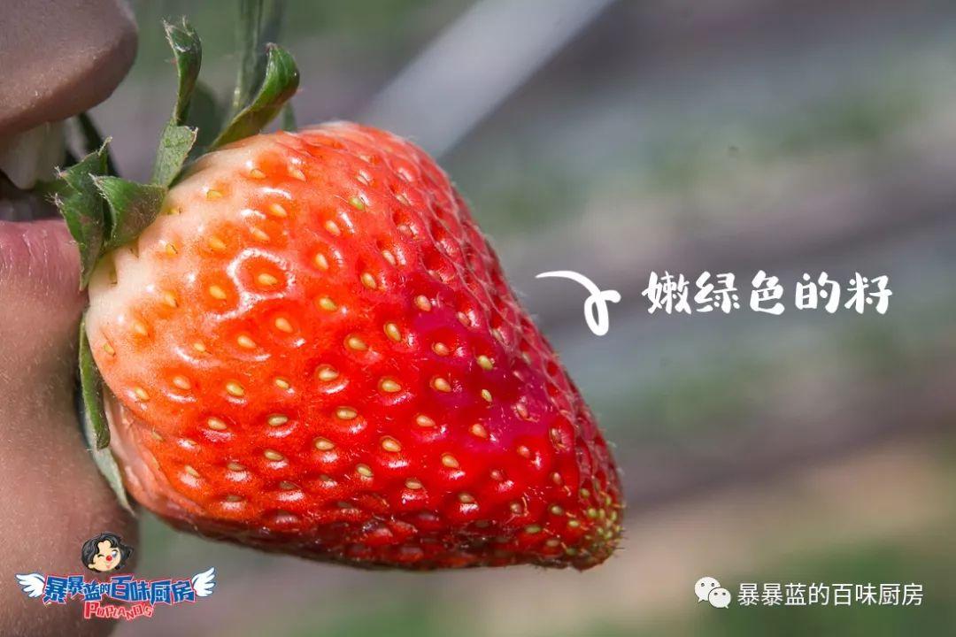 丹东特大久久红草莓,丹东九九大草莓是引进的吗