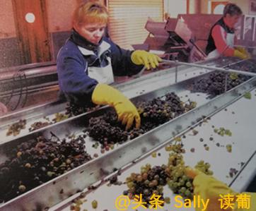 红酒在酒庄经历了什么?争议如此大?朱广权式幽默告诉你