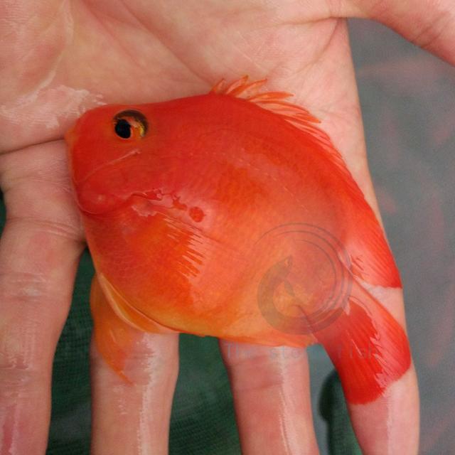 鹦鹉鱼和发财鱼打架,发财鱼鹦鹉鱼混养吗